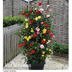 Climbing Rose 3in1 Collection - 3 Bare Root Plants