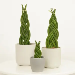 House Plant - Snake Plant - Braided - 8 cm Pot size - 20-30 cm Tall - Sansevieria Trifasciata - Indoor Plant