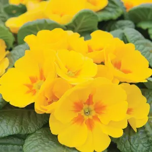 Polyanthus Yellow Bedding Plants - Sunshine Blooms (6 Pack)