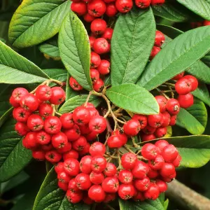 Cotoneaster Cornubia Garden Shrub - Abundant Red Berries, Compact Size, Attracts Pollinators (10-30cm Height Including Pot)