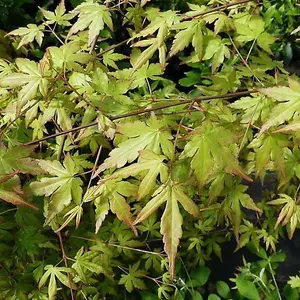 Japanese Maple / Acer Palmatum 3-4ft Tall in 2L Pot, Stunning Autumn Colours 3FATPIGS