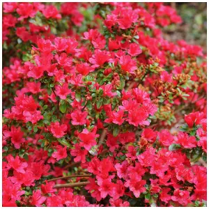 Azalea Hino Crimson in a 9cm Pot,Small Bright Crimson Flowers