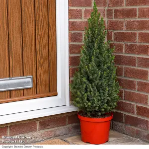 Doorstep Christmas Tree - Picea perfecta 5 Litre Pot x 1