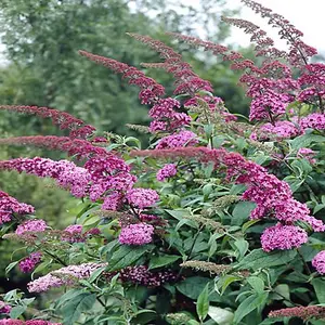 Buddleia Pink Delight Garden Plant - Fragrant Pink Blooms, Attracts Butterflies (15-30cm Height Including Pot)