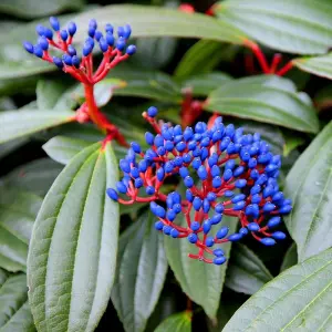 Outdoor Shrub Plant Viburnum Davidii 10L Pot 40cm - 60cm