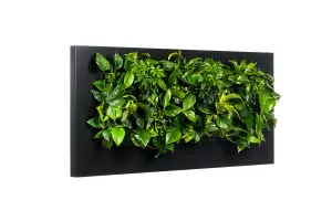 LIVE PICTURE - Living wall frame - 152cm - Black