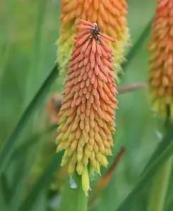 Kniphofia Poco Collection - Set Of 3 Red Hot Poker Plants In 9cm Pots