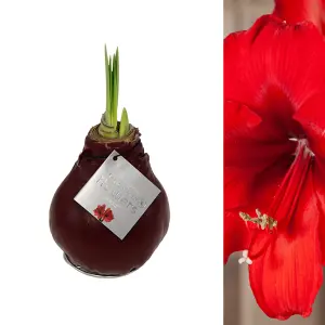 Amaryllis Red Waxed Bulb Live Houseplant in Gift Sleeve - Indoor Hippeastrum Growing Bulb - Christmas Gift Idea for Plant Lovers