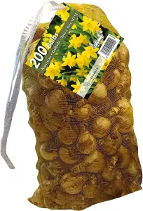 Yellow Narcissus Daffodil Bulbs, 200 Bulbs, Bee Friendly, Easy Planting, Perfect Spring Flowers, Eco-Friendly Packaging