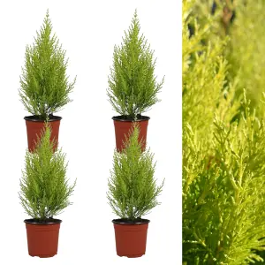 Cupressus Wilma Goldcrest 4 x 9cm Pots - Golden Conifers Evergreen Hardy Plants