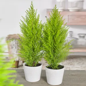 Cupressus Wilma Plant - Compact Size, Evergreen Foliage, Sunny Areas (20-30cm, Pack of 2 Plants)