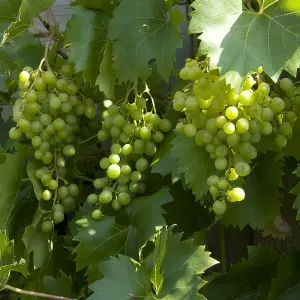 Green Grape Plant - Grow Your Own Fruit Plant, Ideal for Keen Gardeners (20-30cm Height Including Pot)