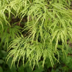 Acer Dissectum - Graceful Weeping Foliage, Outdoor Plant, Ideal for Gardens, Compact Size (50-70cm Height Including Pot)