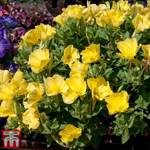 Evening Primrose Promo New Kew Range 1 Seed Packet (500 Seeds)