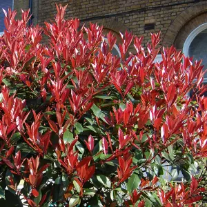 Photinia Little Red Robin Patio Tree - Stunning Variety, Ideal for UK Gardens, Compact Size (2-3ft)