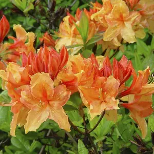 Azalea Rhododendron, Golden Eagle in a 9cm Pot,With Orange/Yellow Flowers