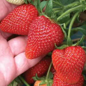 3 x Strawberry Mixed Fruit Plants - Hardy Garden Bushes in 9cm Pots - Grow Your Own