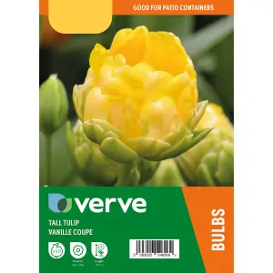 Tall Tulip Vanille Coupe 10 Flower bulbs