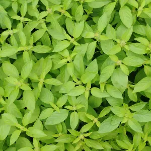 Herb Basil Lemonade 1 Seed Packet