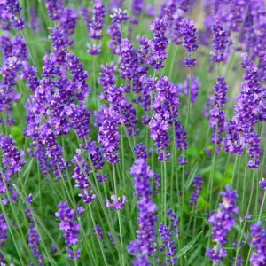 Lavender Munstead 1 Packet (110 Seeds)