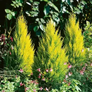 Cupressus Wilma Goldcrest 4 x 9cm Pots - Golden Conifers Evergreen Hardy Plants