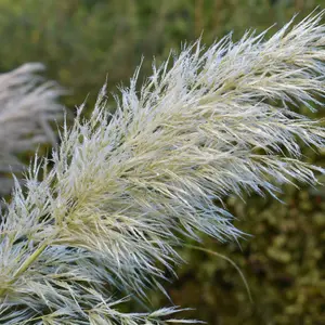 Pampas Grass 'Pumila' - White Cortaderia Plant in 2 Litre Pot - 35-45cm High