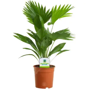 Livistona Mix - Elegant Palm Collection for Indoor Oasis (15cm, 40-50cm)