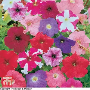 Petunia Rainbow Mix 1 Packet (750 Seeds)