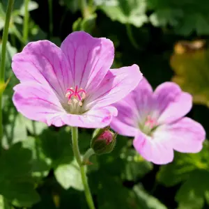 Geranium Mavis Simpson - Gorgeous Pink Flowers, Perennial Plant, Compact Growth (15-30cm Height Including Pot)