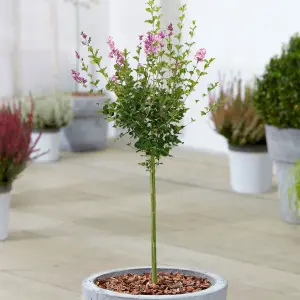 Syringa Palibin Patio Tree - Stunning Variety, Ideal for UK Gardens, Compact Size (2-3ft)