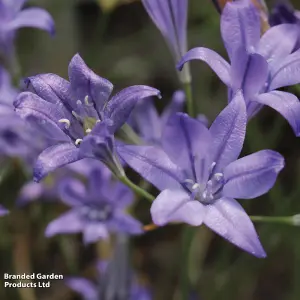 300 Fantastic Spring Flowering Bulbs - Ideal for Patio Containers, Garden Borders & Window Boxes - 5 Varieties