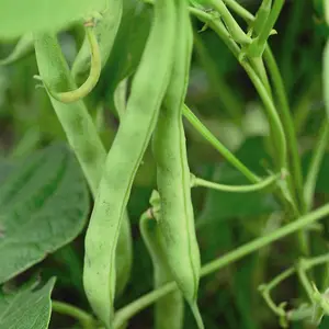 Dwarf Bush Bean Tendergreen 1 Seed Packet