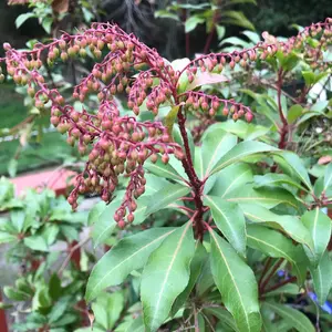 Pieris Carnaval (15-25cm Height Including Pot) Garden Plant - Variegated Foliage and White Blooms