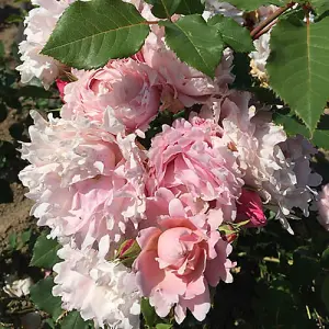 Rose 'King Charles Coronation' in a 4L Pot Supplied as 1 x Established Pink Rose Bush in a 4L Pot