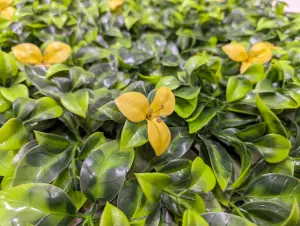 Best Artificial Laurel Leaf Yellow Flower Hedging Mat - 50cm x 50cm (20" x 20") UV Stable