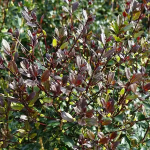 Osmanthus Purpureus Garden Plant - Purple Foliage, Compact Size (15-30cm Height Including Pot)