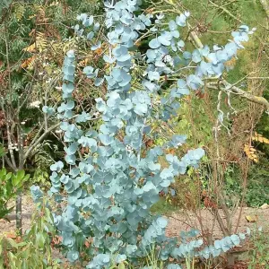 Eucalyptus Gunnii Tree - Silvery-Blue Foliage, Cider Gum Tree, Compact Size (5-6ft)