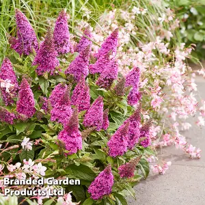 Buddleja Butterfly Candy Little Cerise 9cm Potted Plant x 1