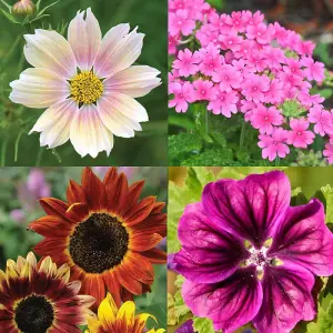 75 Mixed Flower Seed Packs - Lucky Dip Selection - Grow Your Own Flowers