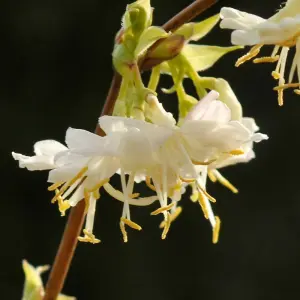 Winter Honeysuckle Shrub Plant Lonicera Fragrantissima 12L Pot 60cm - 100cm