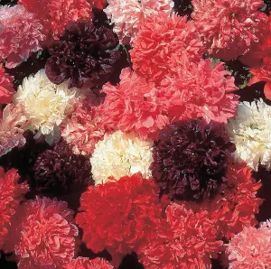 Poppy Peony Flowered Mixed 1 Packet (1500 Seeds)