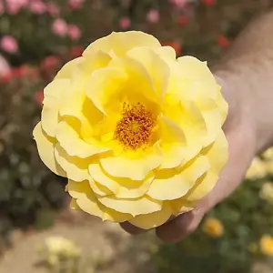 Rose 'Arthur Bell' bare root (yellow)