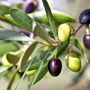 1 x Olive Tree with Mature Stem - Outdoor 'Olea Europa' in a 14cm Pot