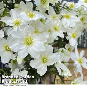 Clematis Avalanche 15cm Potted Plant x 3