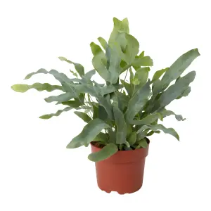 Verve Blue star Fern in Terracotta Plastic Grow pot 12cm