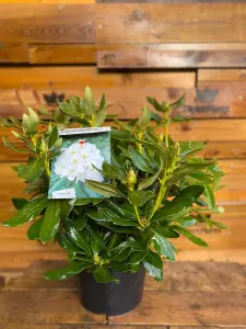 Direct Plants Rhododendron Cunningham White Evergreen Shrub Plant Extra Large in a 10 Litre Pot