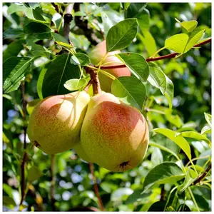 Dwarf Patio Beurre Hardy Pear Tree, Ready to Fruit, Full & Distinctive Flavour 3FATPIGS