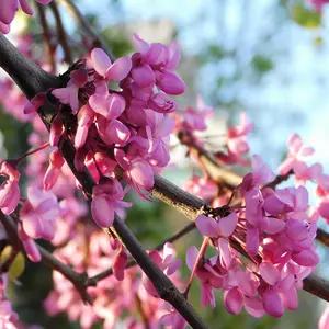 Cercis Siliquastrum 3.6 Litre Potted Plant x 1