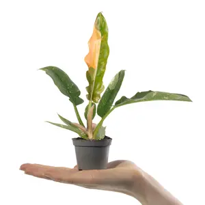 Baby Philodendron Narrow Ring of Fire, Small Indoor House Plant for UK Homes (10-20cm Height Including Pot)