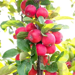 1 x Mini Apple Tree 'Malus Appletini' - in 13cm Pot, Apples Trees for Small Gardens, Grow Your Own Fruit, Garden Ready